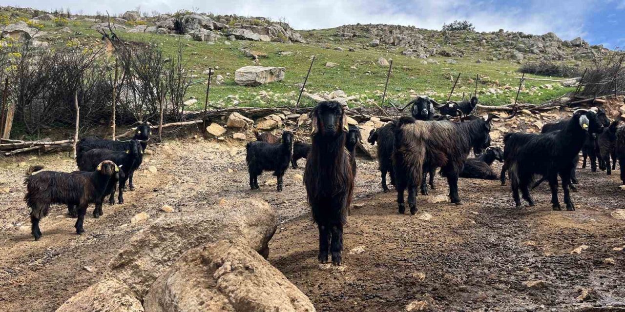 Denizli’de küçükbaş hayvancılık yetiştiriciliği giderek azalıyor