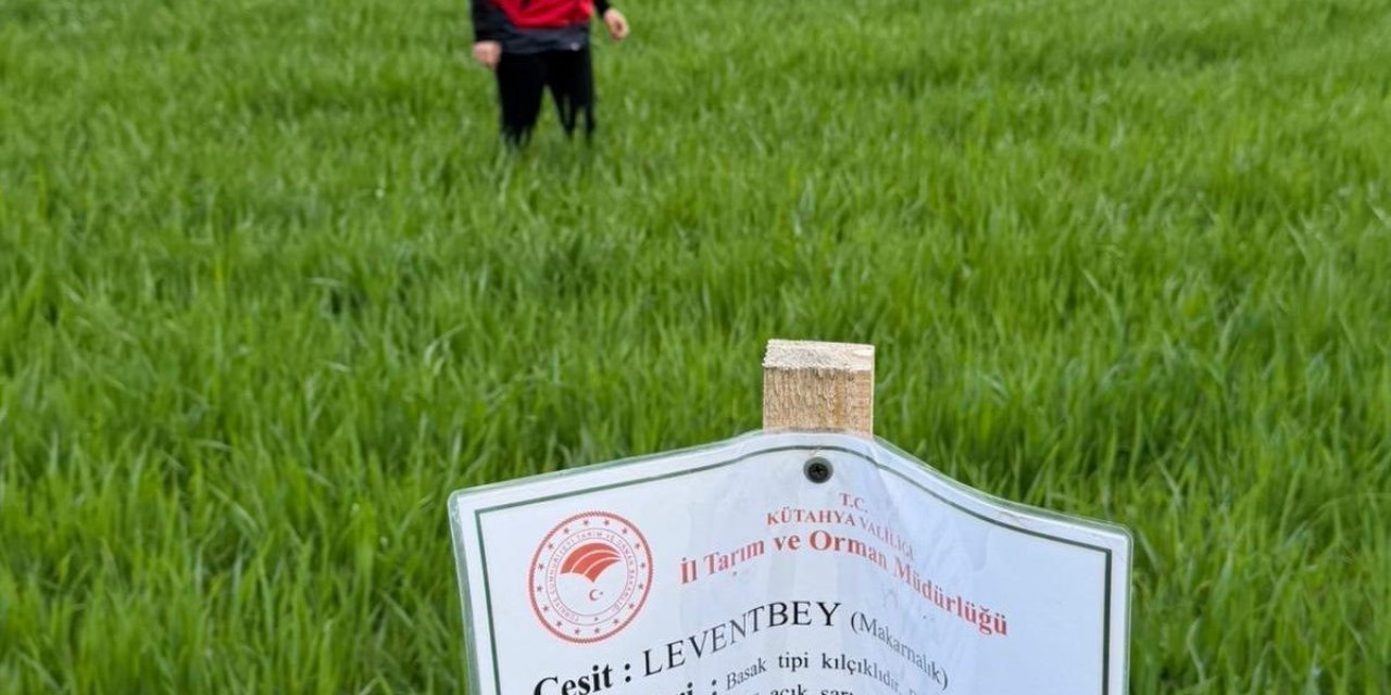 Aslanapa’da buğday demonstrasyon sahalarında hastalık ve zararlı sürvey çalışmaları