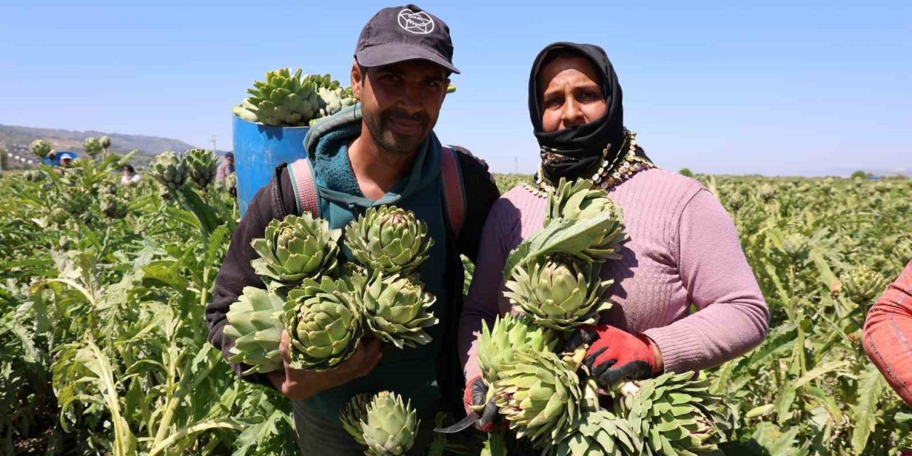"Yeşil elmas" Aydın’da üretiliyor, yurdun dört bir yanına gönderiliyor