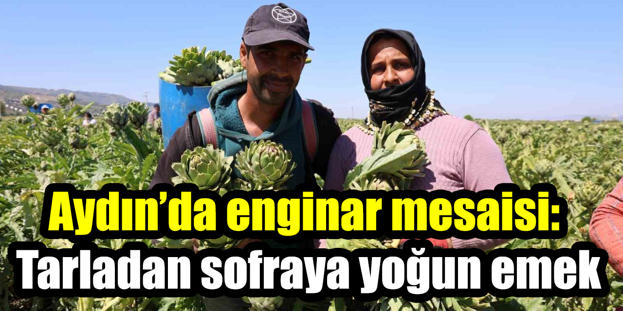 Aydın’da enginar mesaisi: Tarladan sofraya yoğun emek