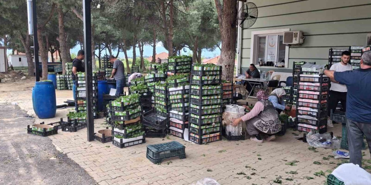 Taze bağ yaprağı aile ekonomisine can suyu oldu
