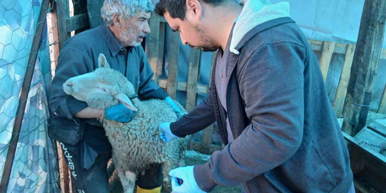Emet’te küçükbaş hayvanlara yönelik aşılama ve kimliklendirme çalışmaları