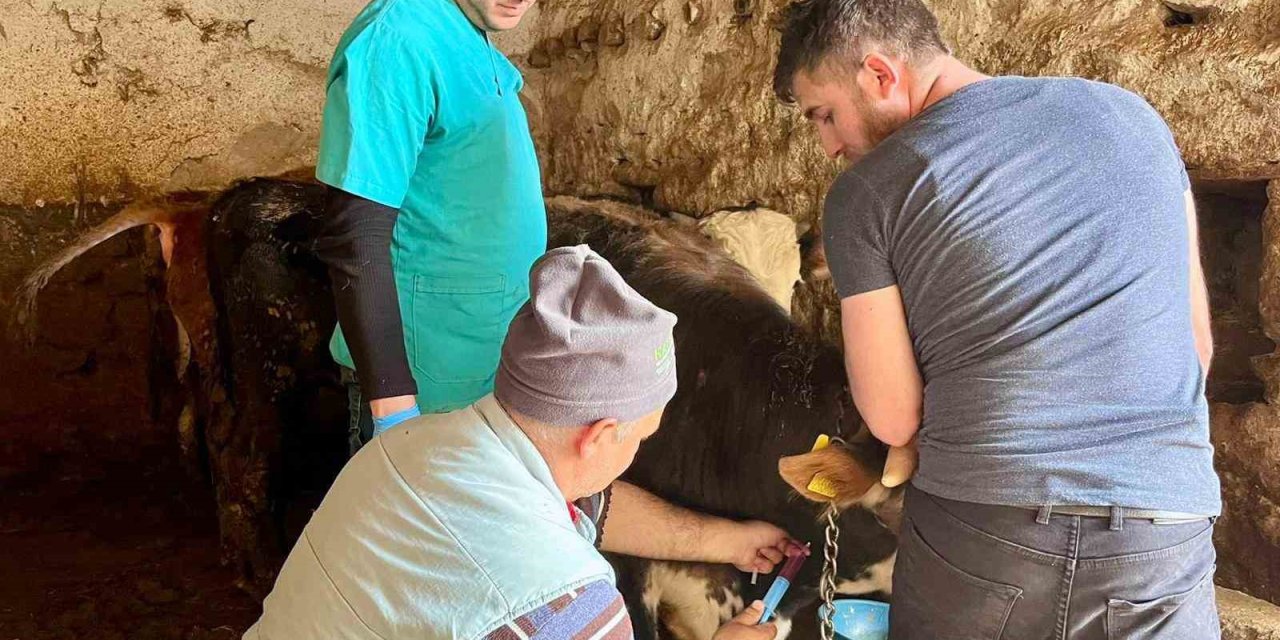 İhsaniye’de şap hastalığına karşı çalışma yapıldı