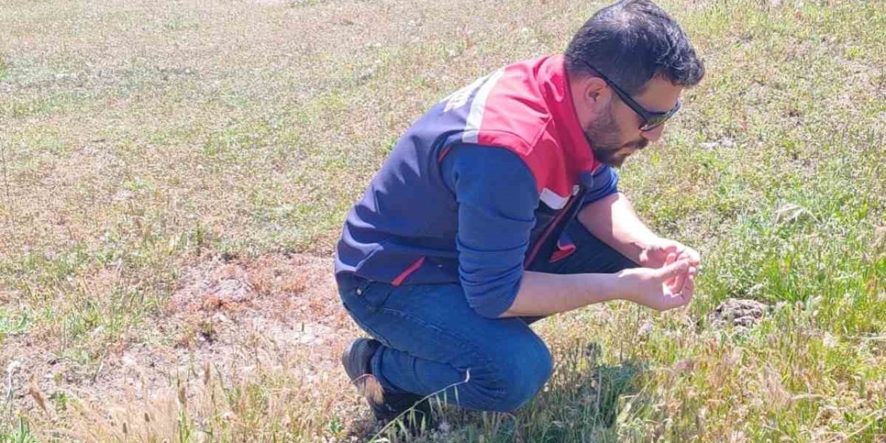 Koçarlı’da zararlılara karşı tespit ve mücadele çalışmaları sürüyor