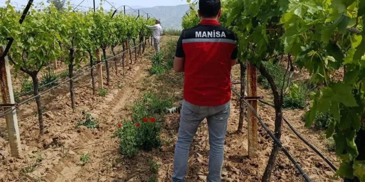 Bağlarda hasat öncesi pestisit denetimi başladı