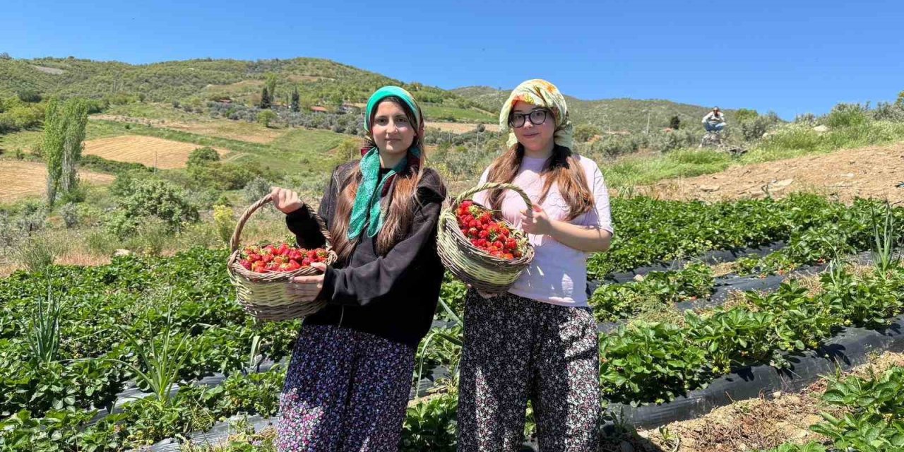 Salihli’de gönüllü gençler çilek hasadı yaptı