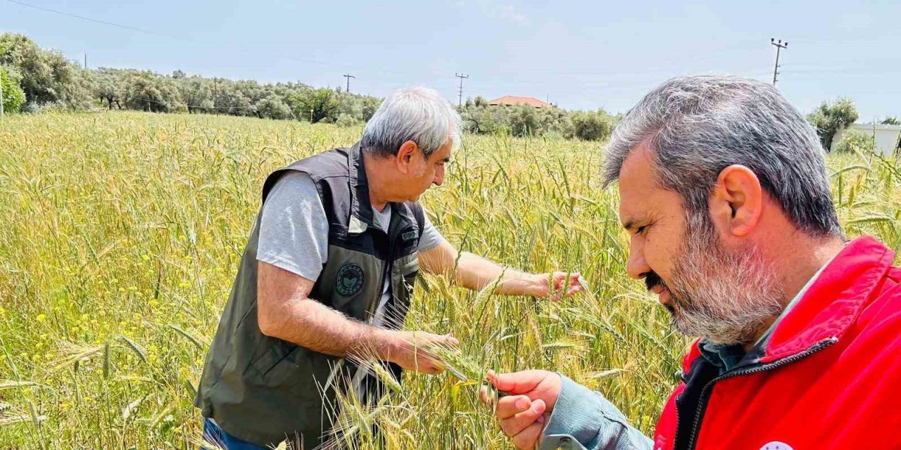 Menteşe’de ekipler sahada hastalık ve süne denetiminde