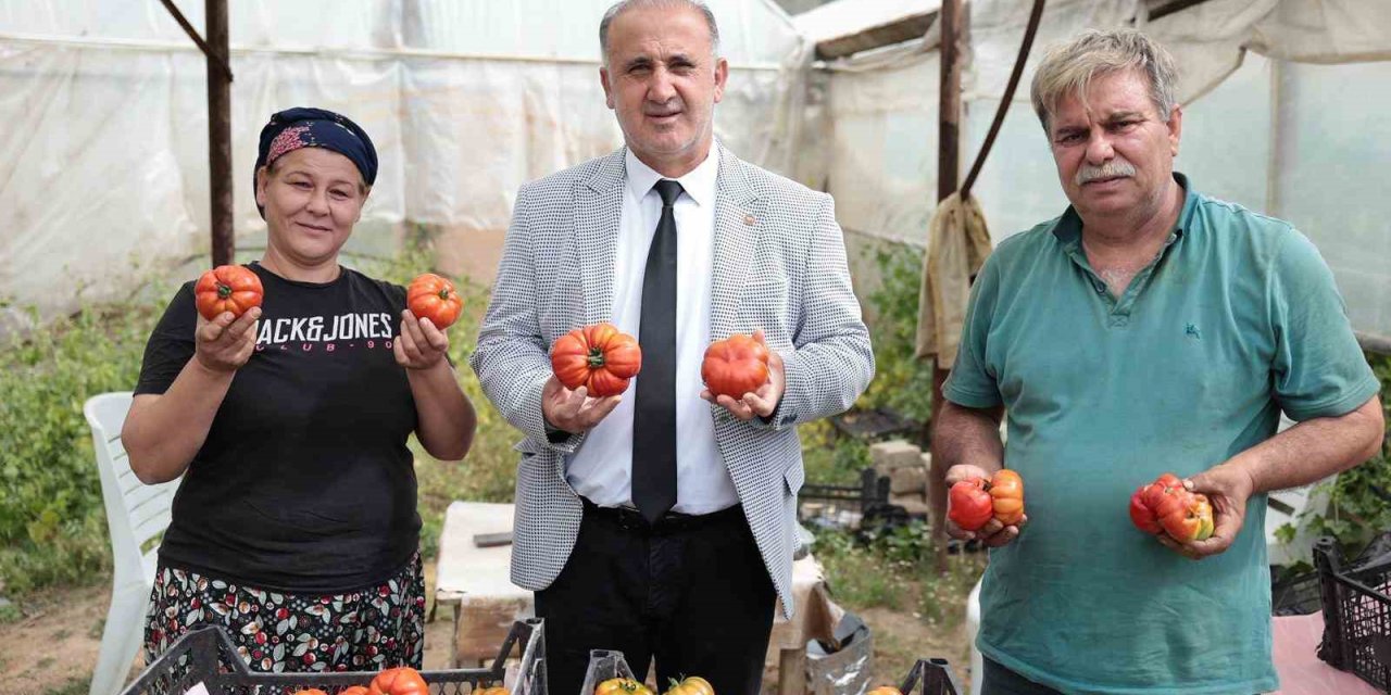 Başkan Kaya, çiftçiler gününde domates hasadına katıldı