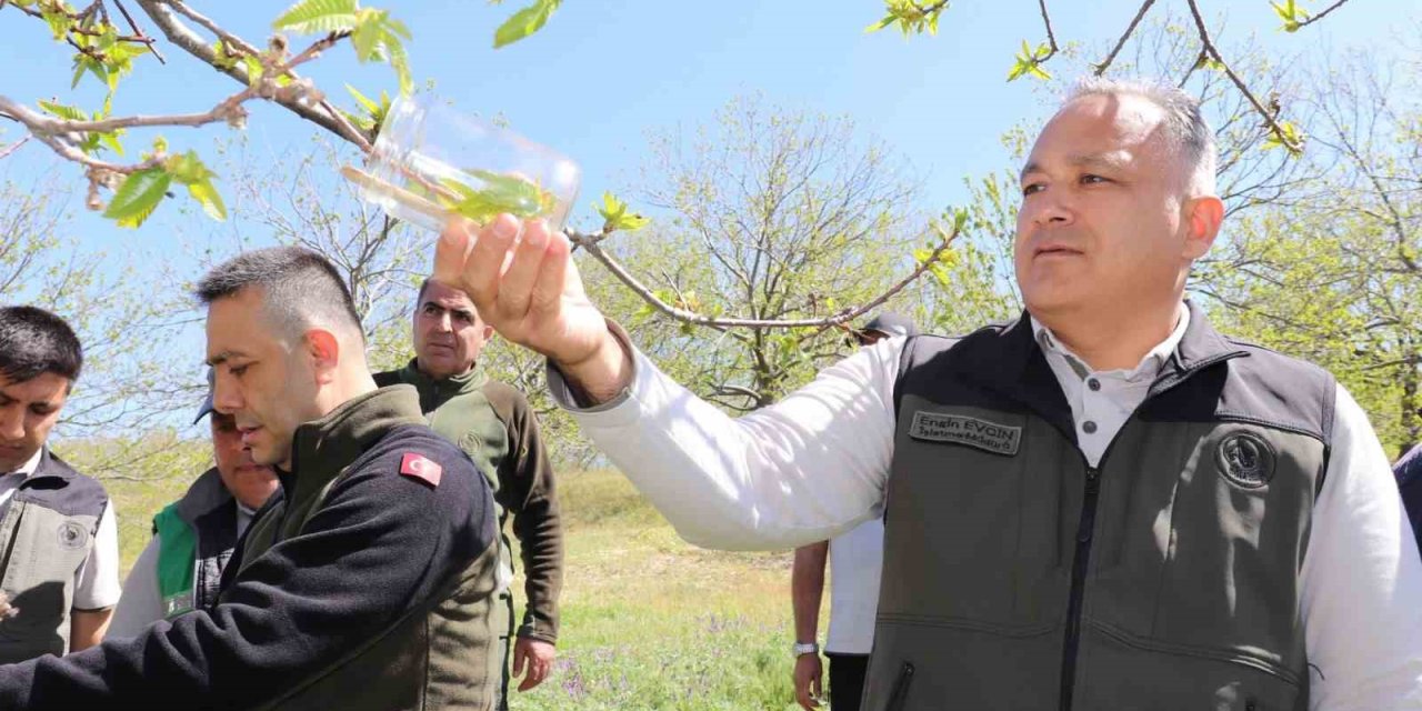 Kestane zararlısına karşı 2 bin 700 parazitoit böcek doğaya salındı