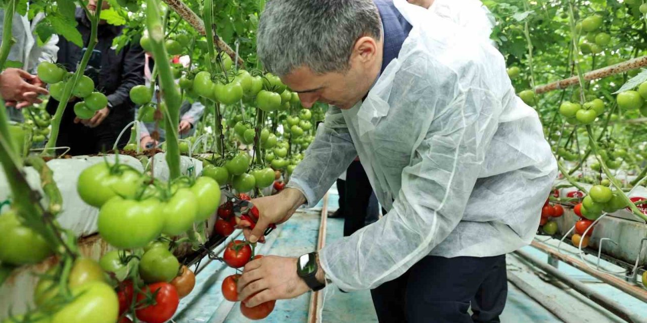 Vali Aktaş domates hasadı yaptı