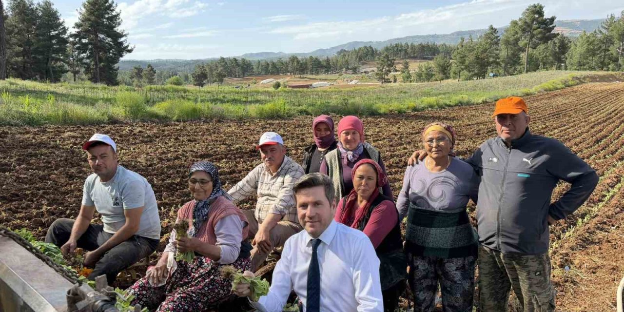 Tavas ve Beyağaç Belediye Başkanları birlikte tütün dikti