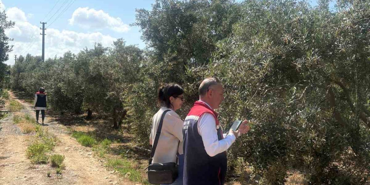Didim’de zeytin verim tespit çalışmaları başladı