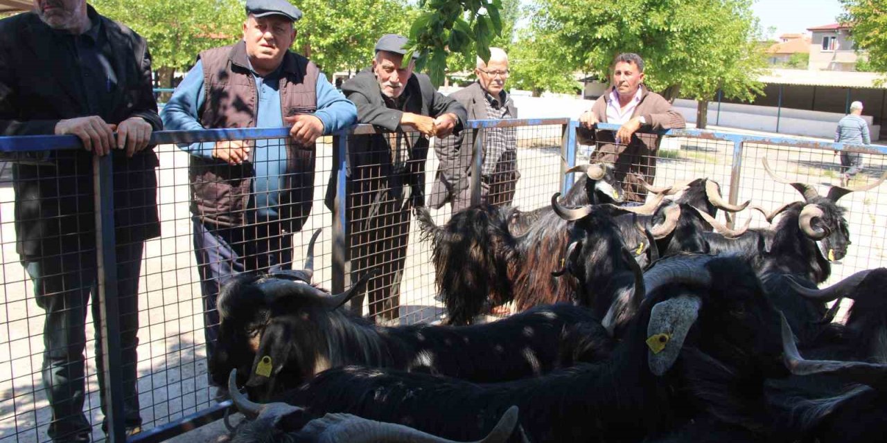 Muğla’da kurbanlık satışları devam ediyor