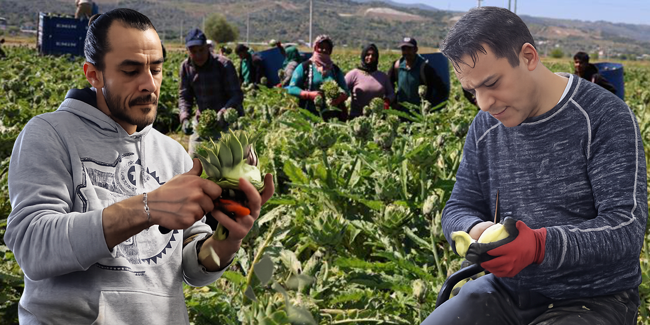600 kilometre uzaktan gelip enginar soyuyorlar: “Bu işten asgari ücretin 4 katı kazanılabiliyor”