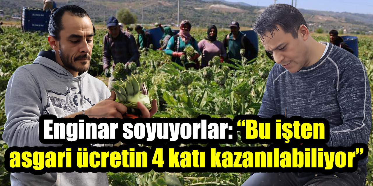 600 kilometre uzaktan gelip enginar soyuyorlar: “Bu işten asgari ücretin 4 katı kazanılabiliyor”