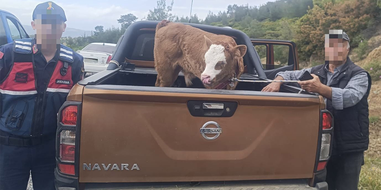 Kurban Bayramı öncesi çalınan büyükbaş hayvan bulunarak sahibine teslim edildi