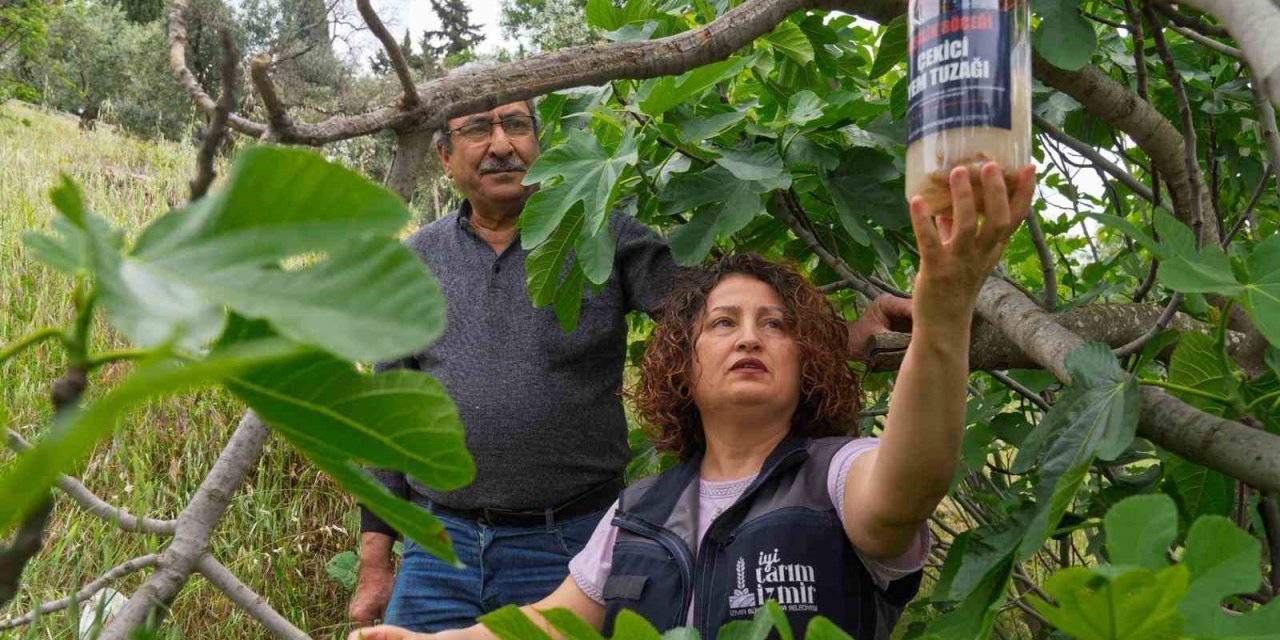 Tireli incir üreticisine ekşilik böceğine karşı tuzak dağıtıldı
