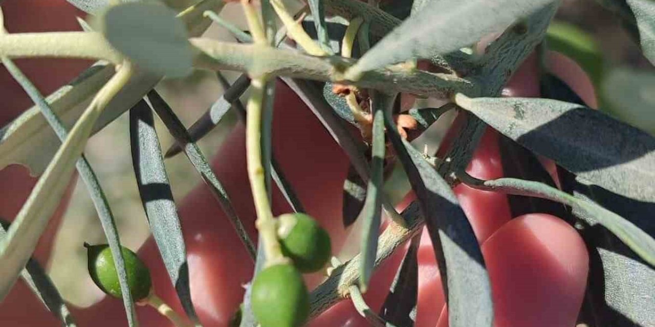 Didim’de zeytin üreticilerine "zeytin güvesi" uyarısı