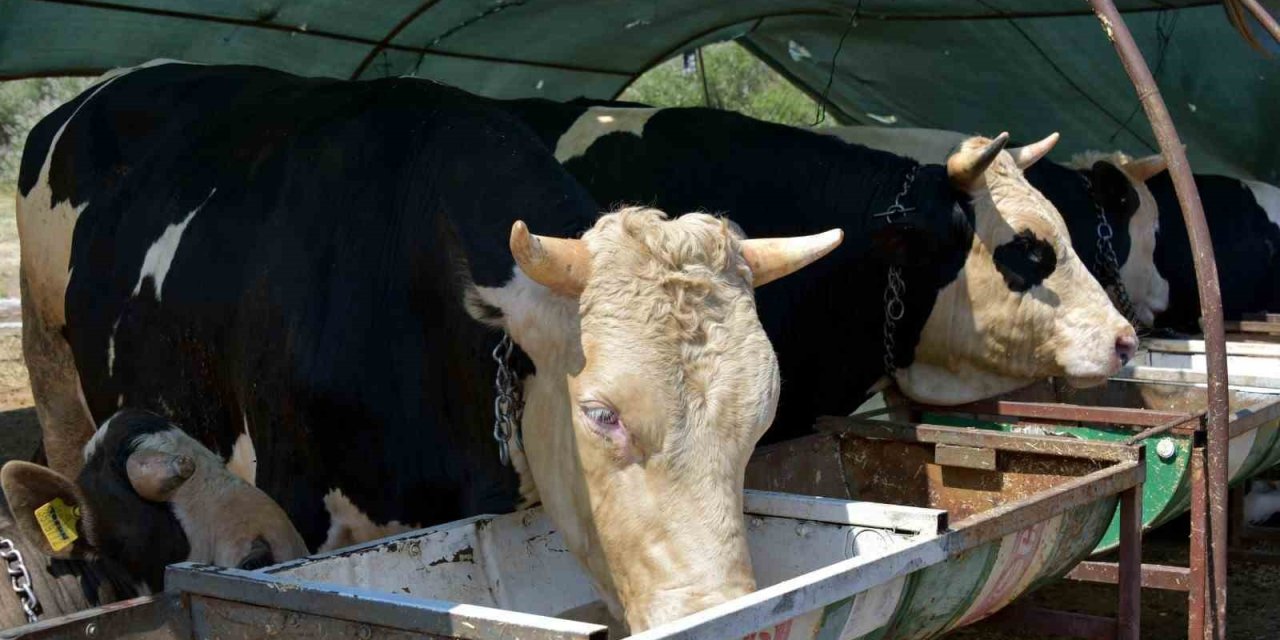 Aliağa’da kurbanlık hayvan kesim fiyatları belli oldu