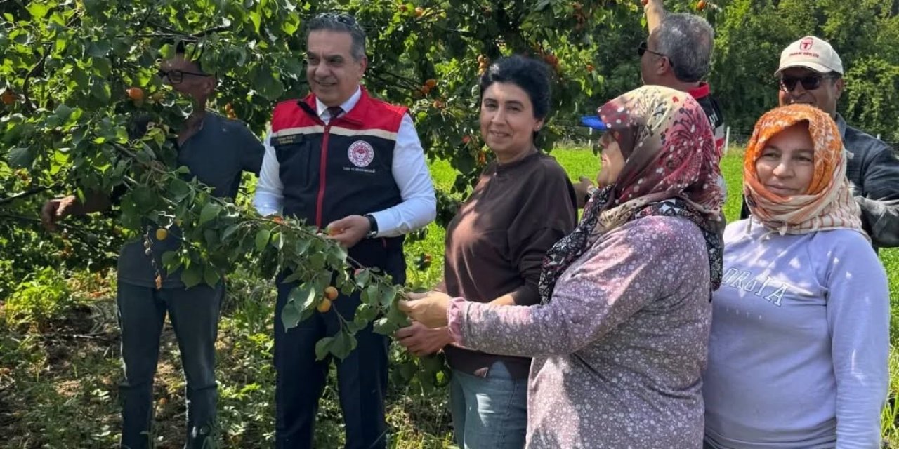 Kayısı bahçelerinde hasat başladı