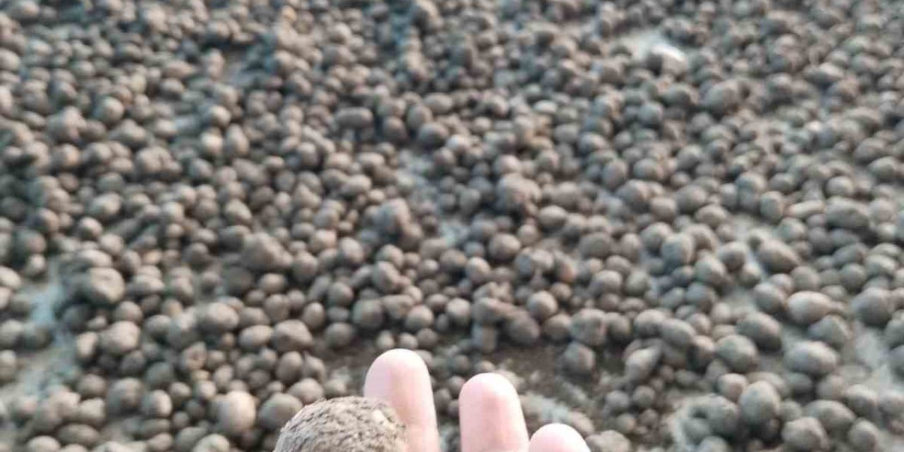 Bozdoğan’da salep hasadı kontrol altında