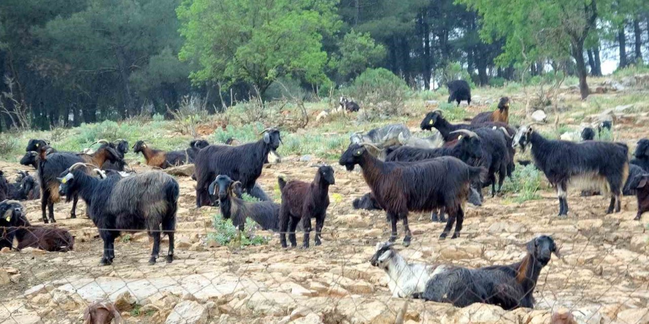 Muğla’da Kurbanlık satışında hareketlilik başladı
