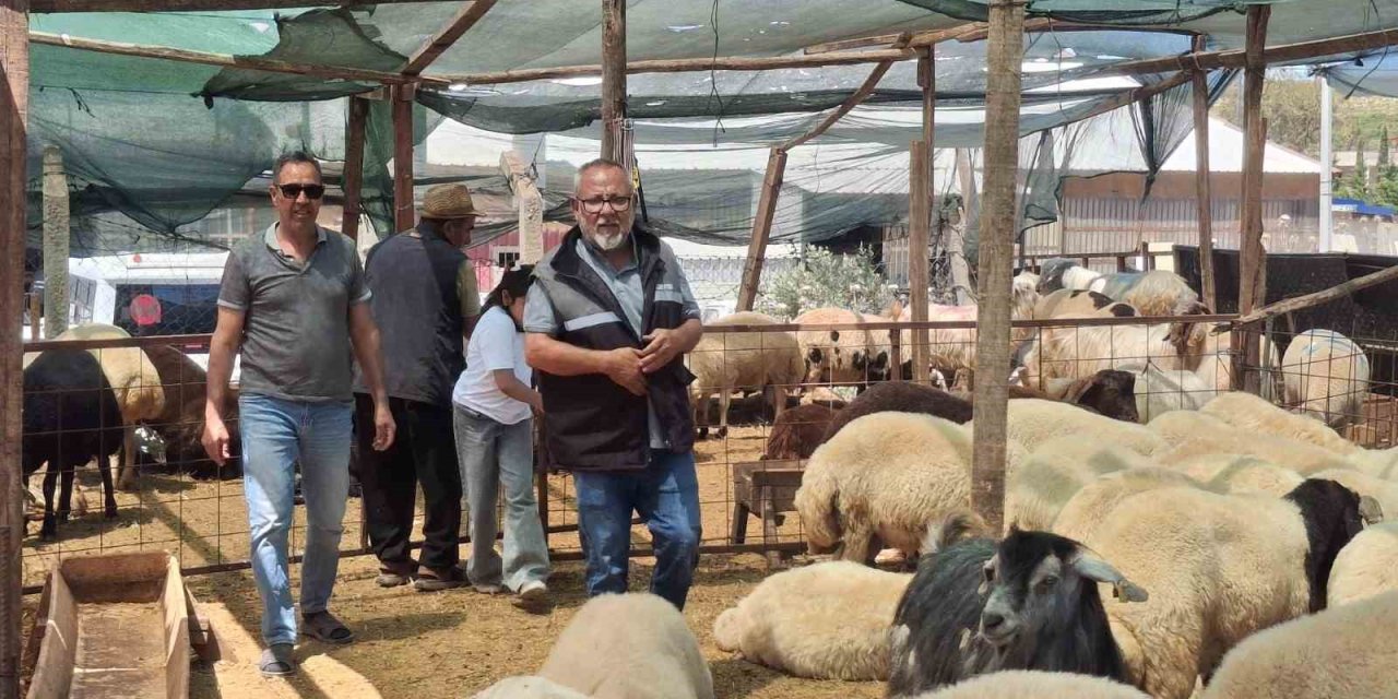Didim’de kurbanlıklar satışta