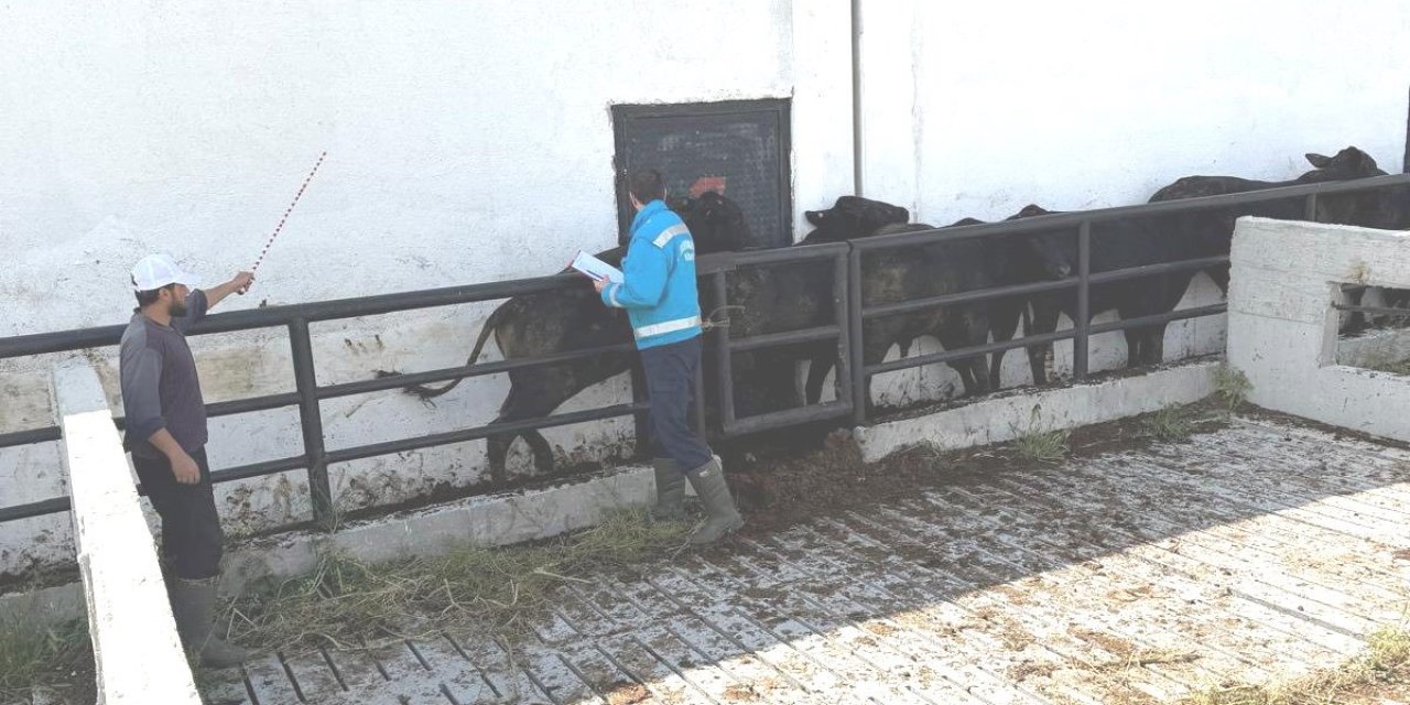Kütahya’da ithal besilik danaların aşılama ve sağlık kontrolleri yapıldı