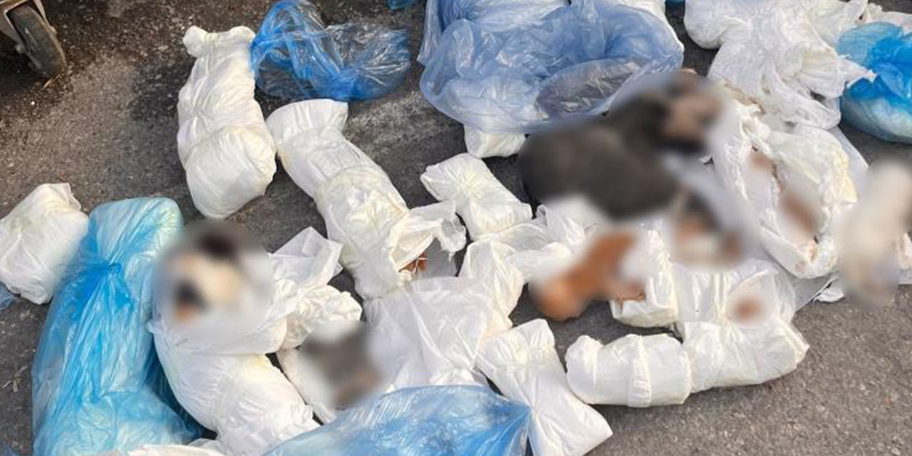 Poşetler içinde 33 ölü kedi bulundu