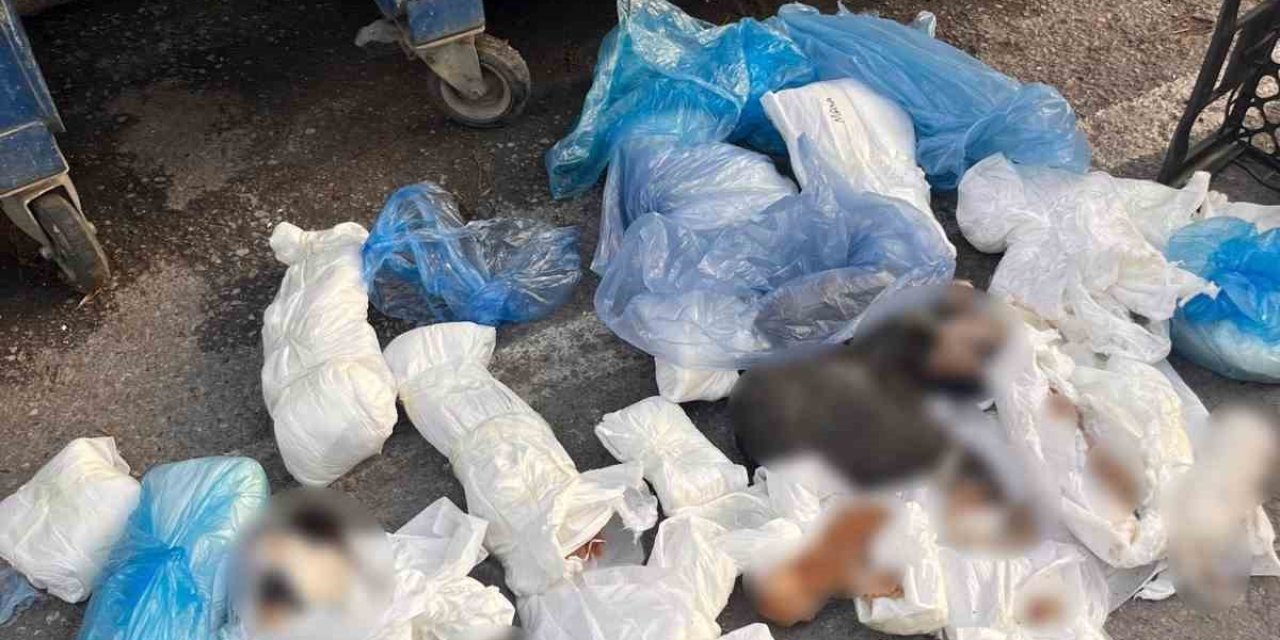 İzmir’de 33 ölü kedi olayında gözaltına alınan veteriner, tutuklama talebiyle mahkemeye sevk edildi