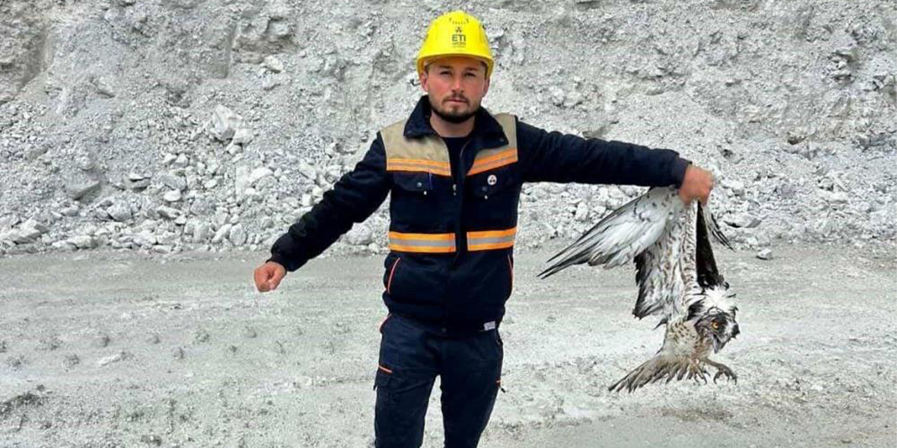 Hisarcık’ta maden sahasında bitkin halde bulunan balık kartalı tedavi altına alındı