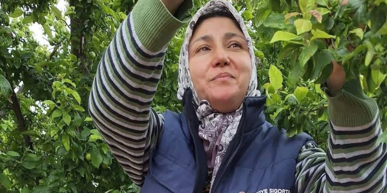 Yaz meyvelerinde bereket üreticinin yüzünü güldürdü