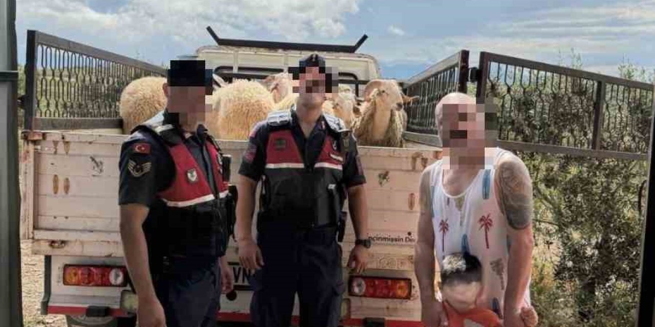 Kurban Bayramı öncesi çalınan koyunları jandarma buldu