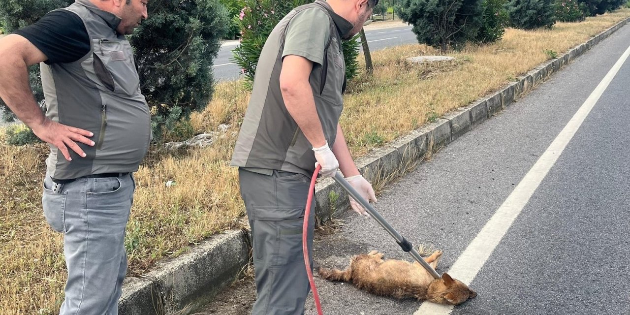 Yaralı çakal tedavi altına alındı