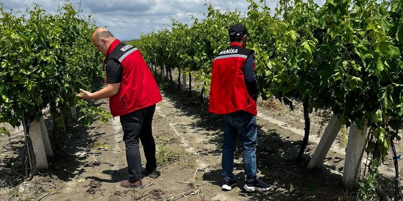 Manisa’da dolu ve selde üzüm bağları zarar gördü