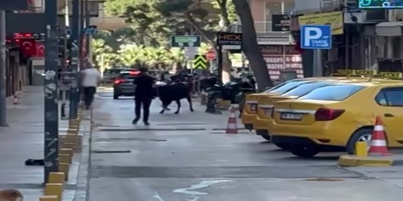 Sahibinin elinden kaçan dana korku dolu anlar yaşattı