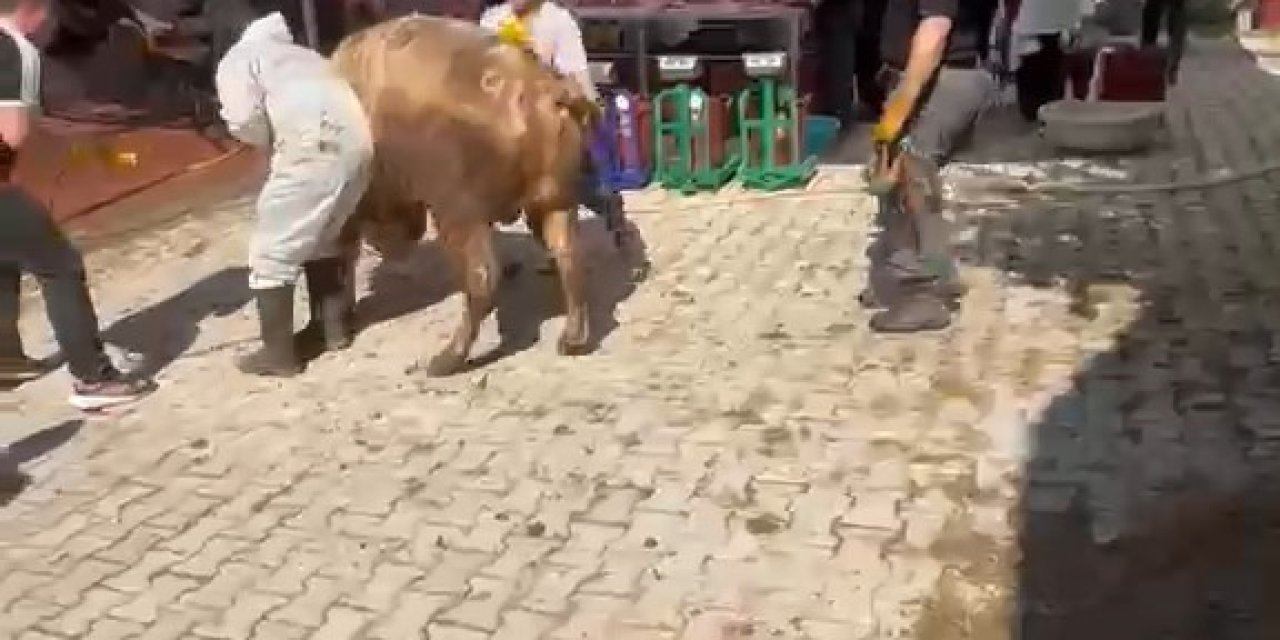 Kütahya’da kaçmaya çalışan kurbanlık kesim görevlisini savurdu