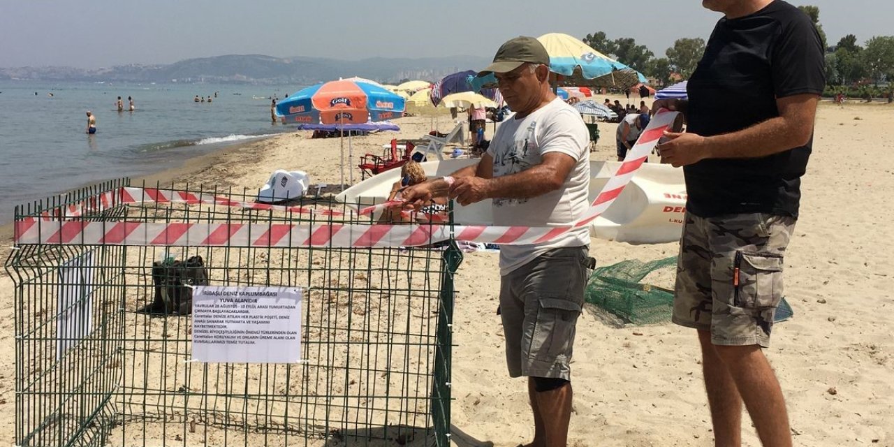 Aydın kıyıları deniz kaplumbağaları için yeni yuvalama merkezi oldu