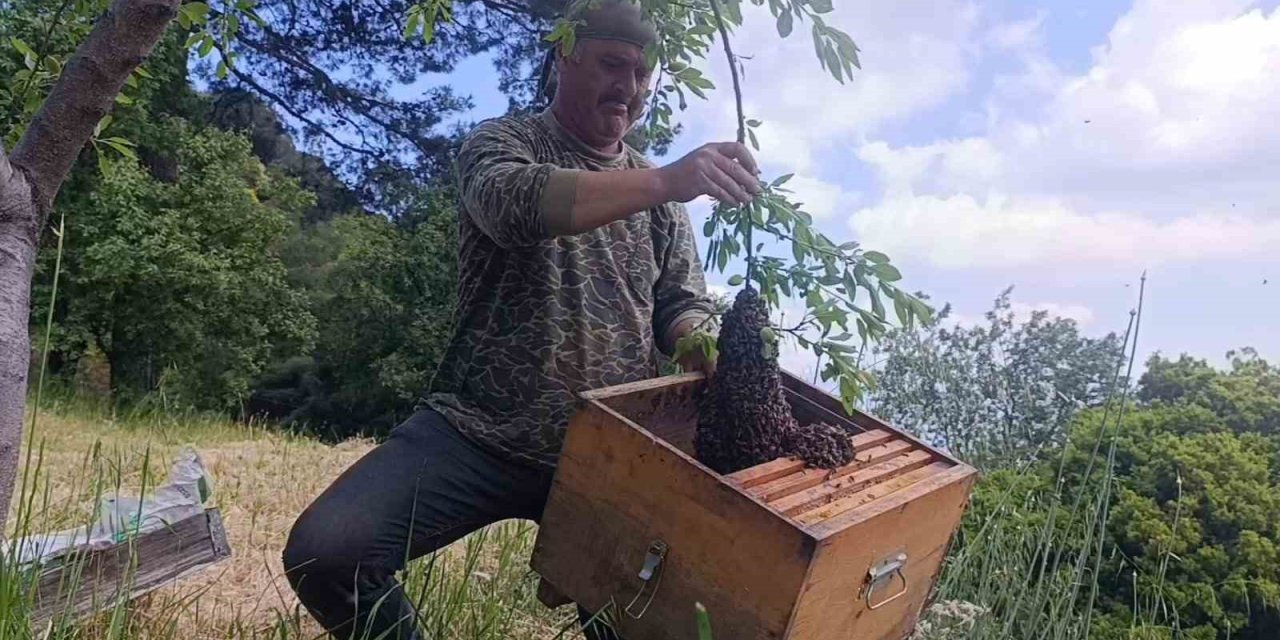 Bahar güzel geçince arılarda oğul verimi yükseldi