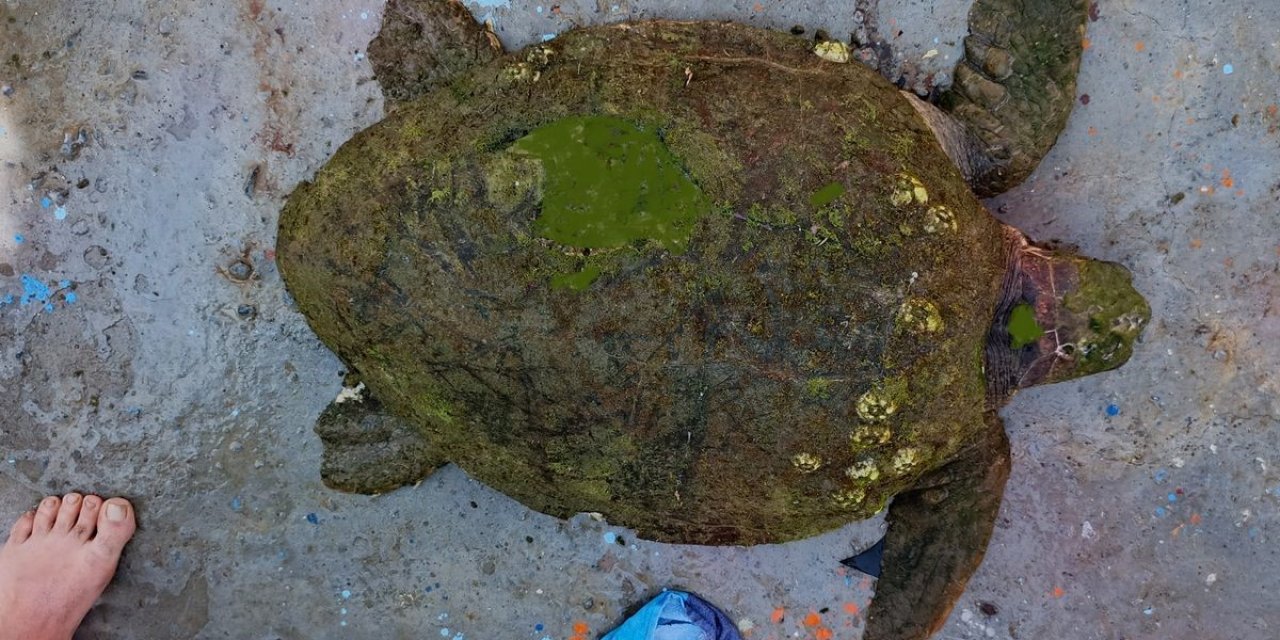 Yaralı Caretta caretta’ya yardım eli uzandı
