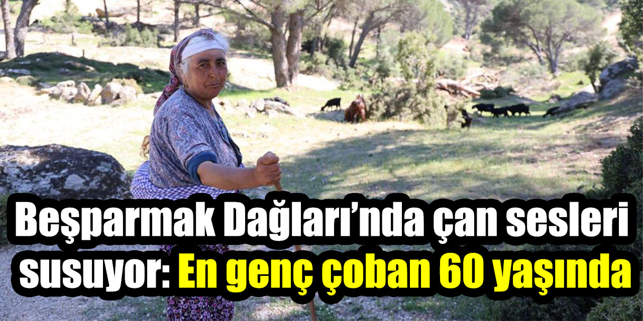 Beşparmak Dağları’nda çan sesleri susuyor: En genç çoban 60 yaşında