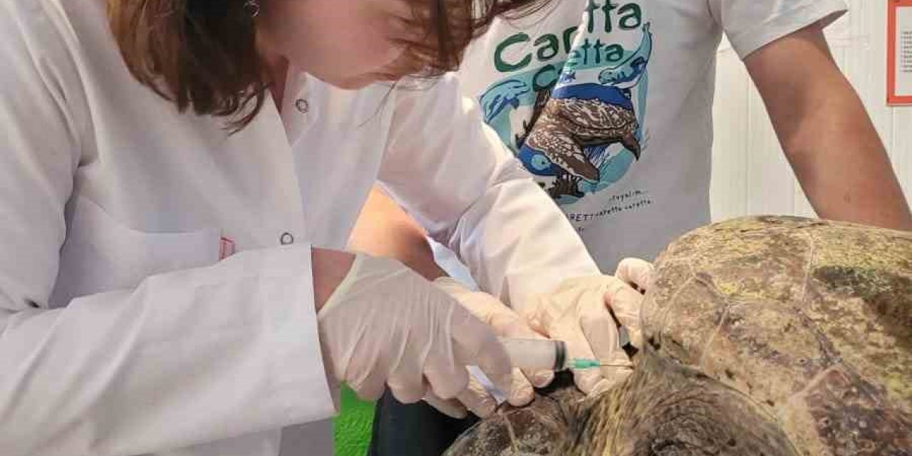 Yaralı caretta carettanın tedavisine başlandı