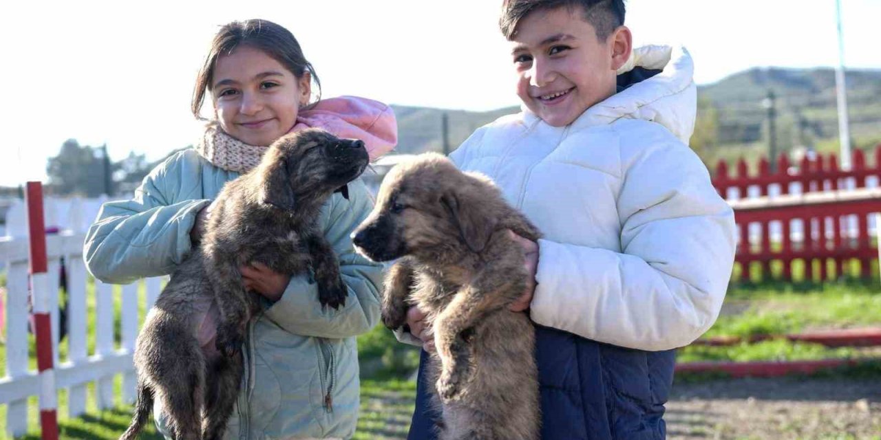 Büyükşehir’den Dikili’ye tam teşekküllü sokak hayvanları kampüsü