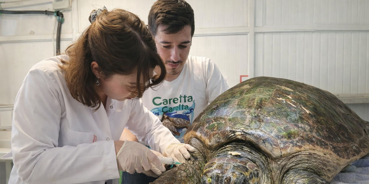 Yaralı caretta carettanın tedavisine başlandı