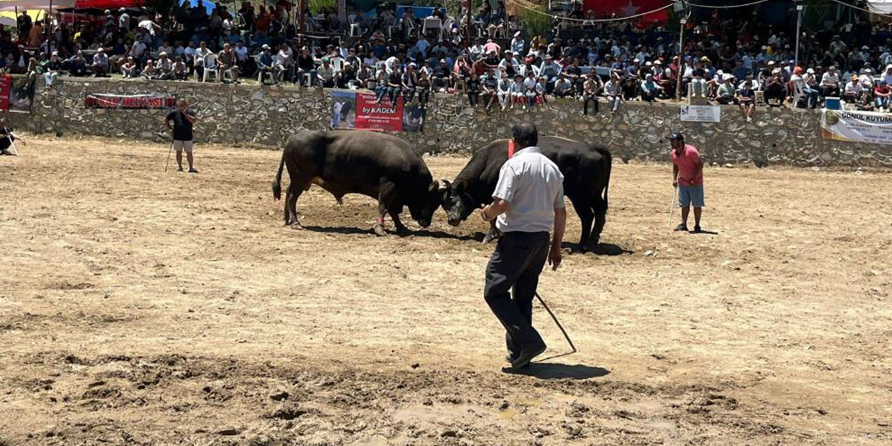 Germencik’te boğalar arenaya  çıktı: 63 çift boğa kıyasıya güreşti