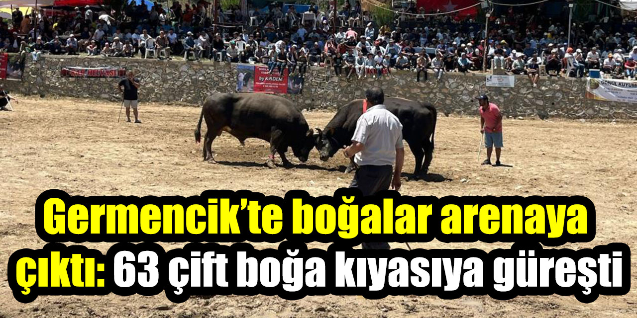 Germencik’te boğalar arenaya  çıktı: 63 çift boğa kıyasıya güreşti