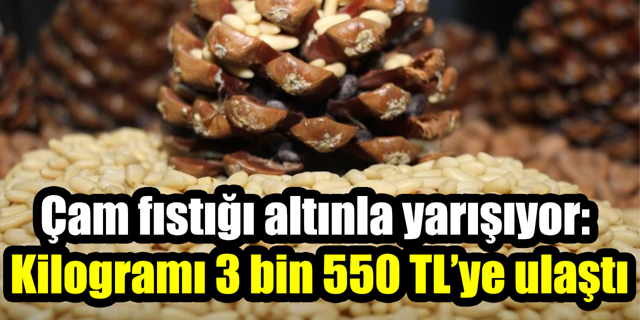 Çam fıstığı altınla yarışıyor: Kilogramı 3 bin 550 TL’ye ulaştı