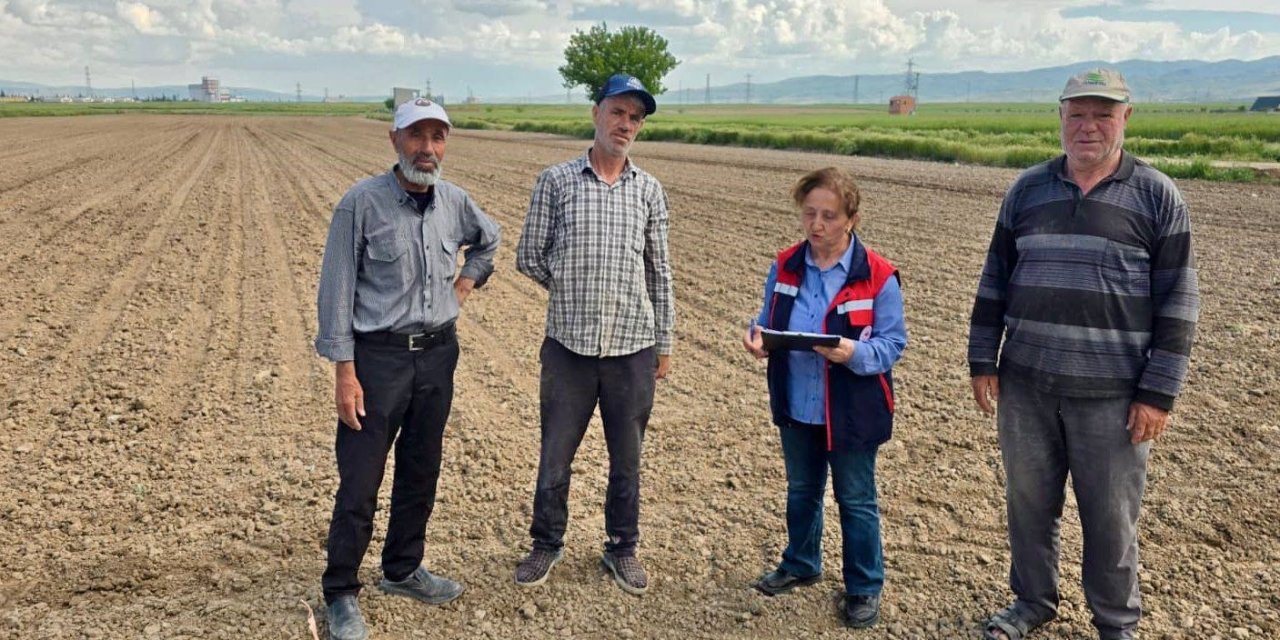 Turşuluk lahana ve dane mısır dikim ve ekim işlemleri devam ediyor