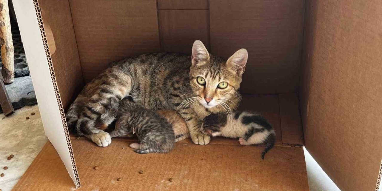 İşyerinde doğan kedi yavrularına esnaf sahip çıktı