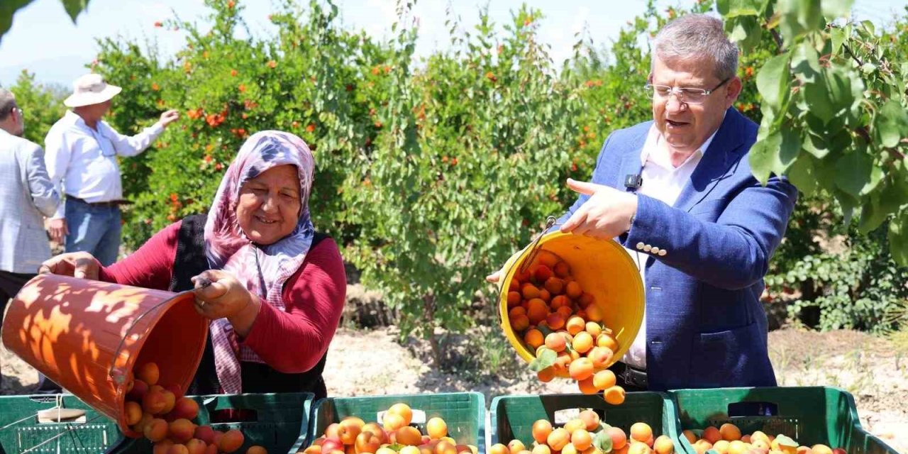 Başkan Subaşıoğlu kiraz ve kayısı üreticileriyle birlikte hasat yaptı